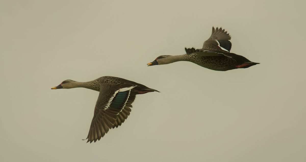 6. Apply YouTube Shorts SEO Tactics for Brand Growth