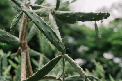 Groundbreaking Study Reveals How Climate Change is Accelerating Urban Heat Islands by 2025