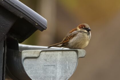 From Gutter to Gold: How an 18‑Year‑Old Refugee Built a $10M Fashion Empire in Five Years