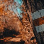 Lead Like a Trailblazer: Turning Vision into Reign of Influence