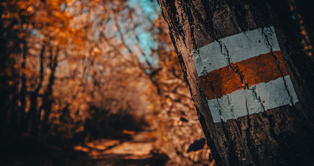 Lead Like a Trailblazer: Turning Vision into Reign of Influence