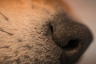 How AI Is Turning Nose‑Pointed Ad Campaigns Into Viral Storytelling Goldmines